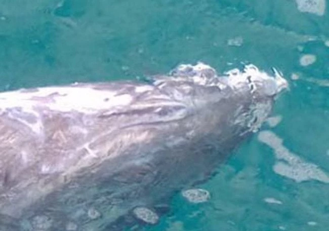 Μεσσηνία: Ο ψαράς τράβηξε στη θάλασσα αυτές τις φωτογραφίες – Δεν το πίστευε